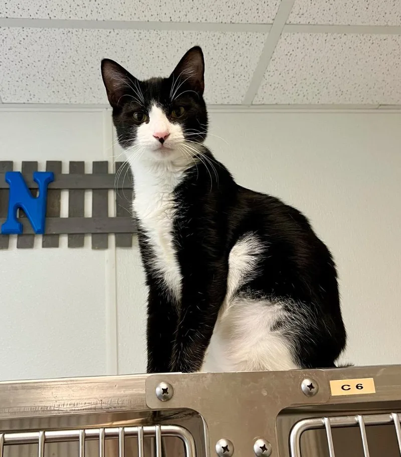 Charizard thumbnail 6