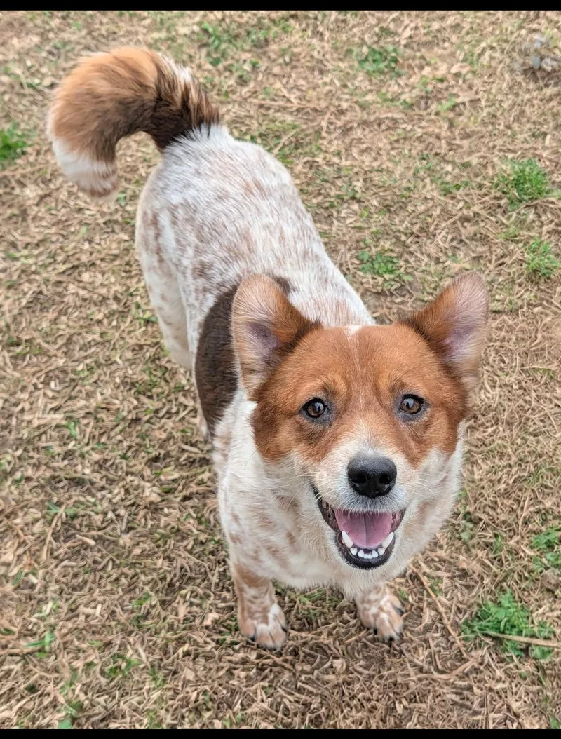 An adult medium-sized female Merle (Red) Australian Cattle Dog / Blue Heeler dog named Panda for adoption in Baton Rouge, LA