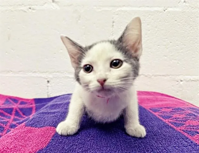 A baby small-sized female Domestic Short Hair cat named Wanda Lafonda for adoption in Saint Louis, MO