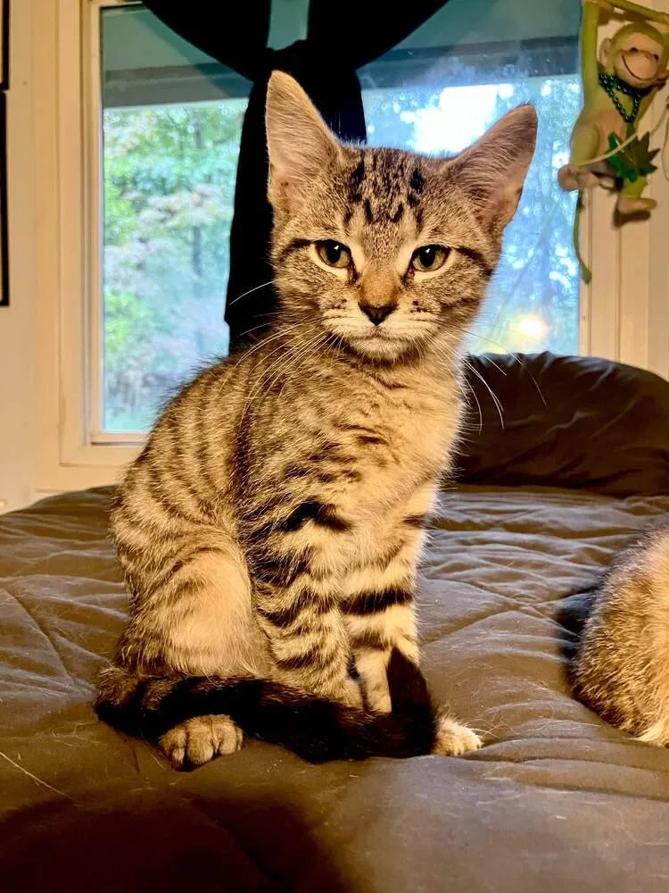 A baby small-sized male Domestic Short Hair cat named Captain Crunch for adoption in Milton, DE