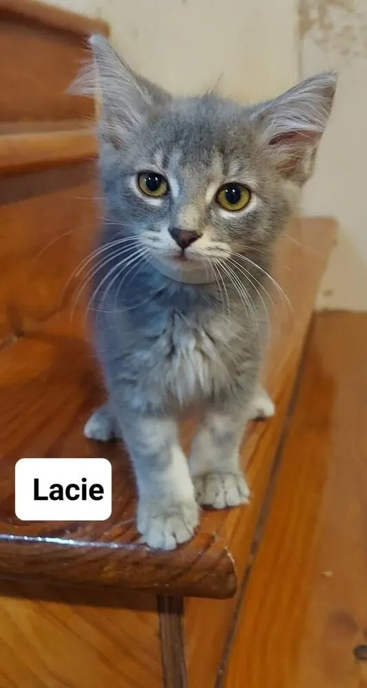 A baby small-sized female Domestic Long Hair cat named Lacie Go. for adoption in Peoria, IL