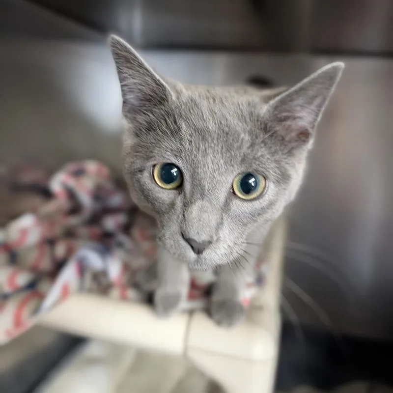 A baby medium-sized male Gray / Blue / Silver Domestic Short Hair cat named Cam for adoption in Cape Girardeau, MO
