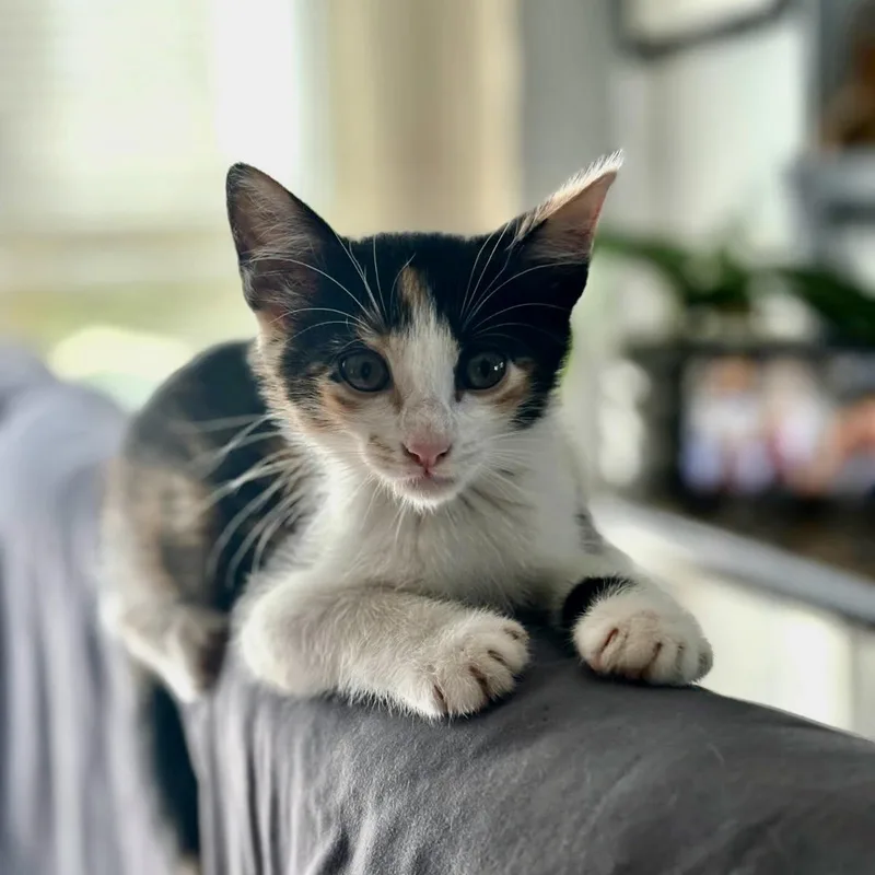 A baby medium-sized female Calico cat named Liesel for adoption in Alvin, TX