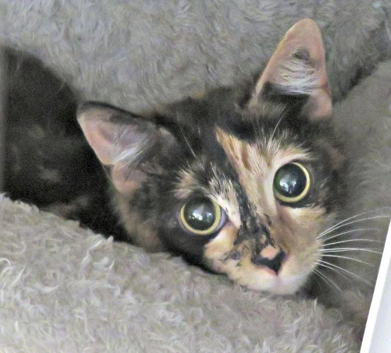 An adult medium-sized female Calico Domestic Short Hair cat named Miss Moon for adoption in Lexington, VA