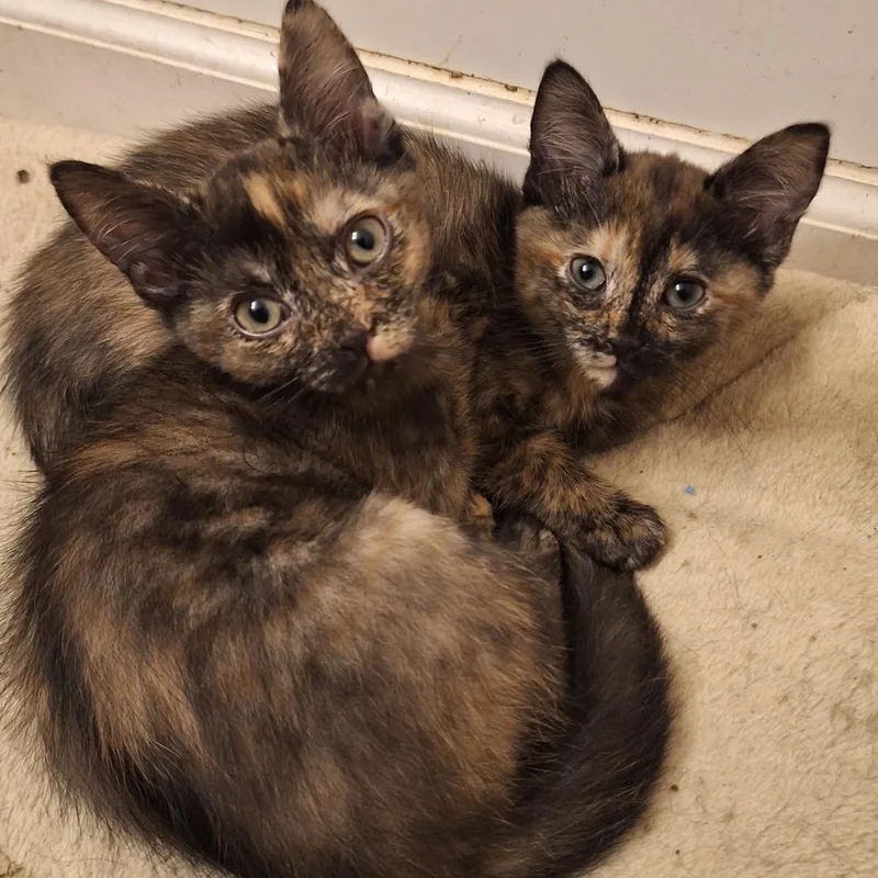 A baby small-sized female Tortoiseshell Domestic Short Hair cat named Shortcake for adoption in Knoxville, TN