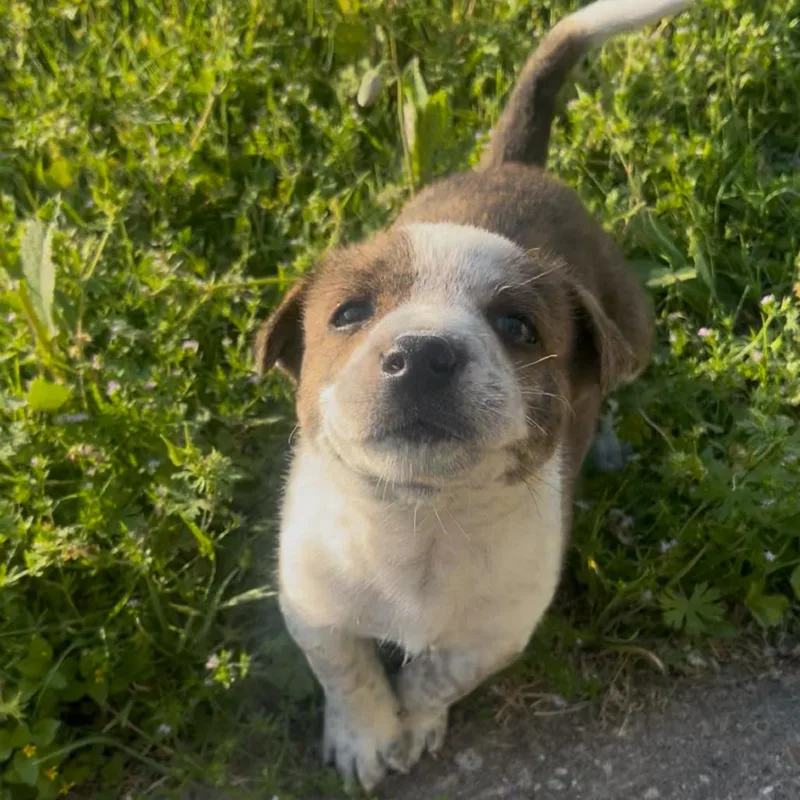 A baby small-sized male Brown / Chocolate Cattle Dog dog named Bucee for adoption in Waco, TX