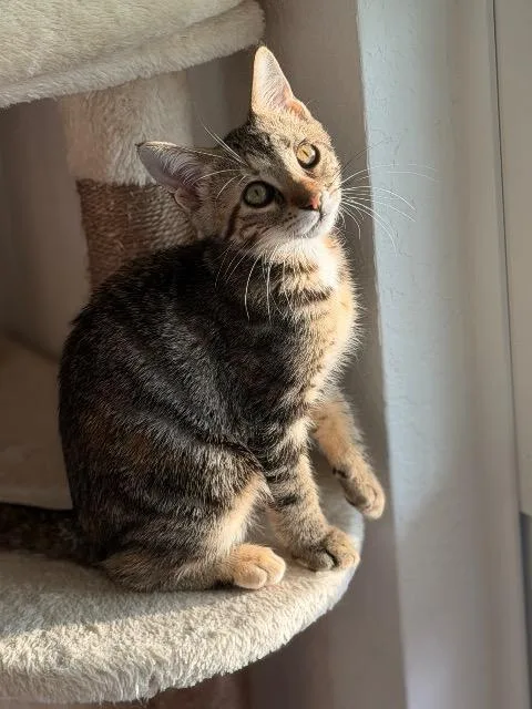 A baby small-sized female Domestic Short Hair cat named Lizzy for adoption in New Braunfels, TX