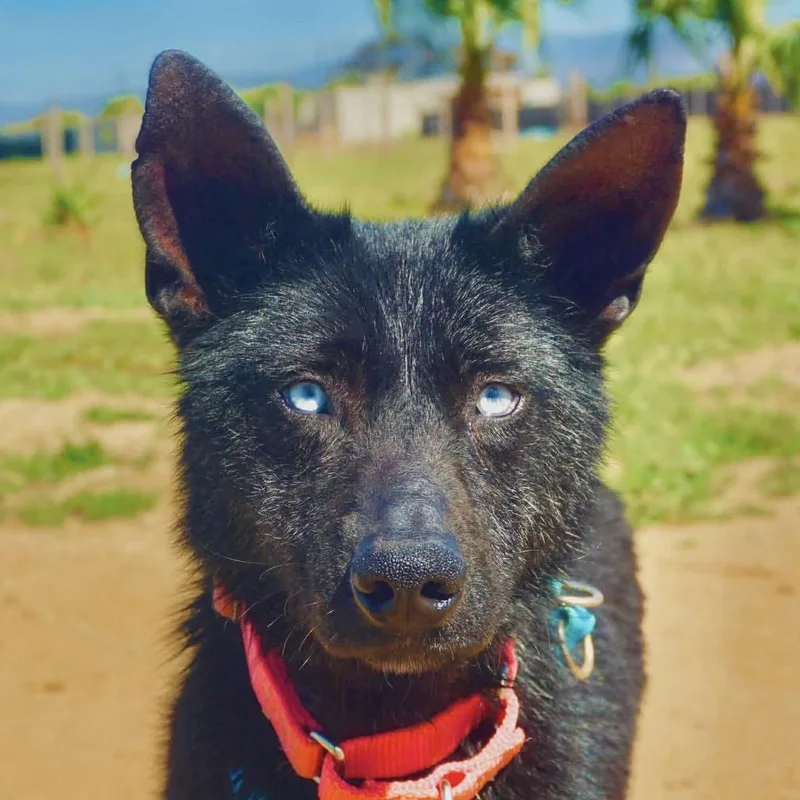 A young medium-sized female Australian Shepherd dog named Azula for adoption in San Diego, CA