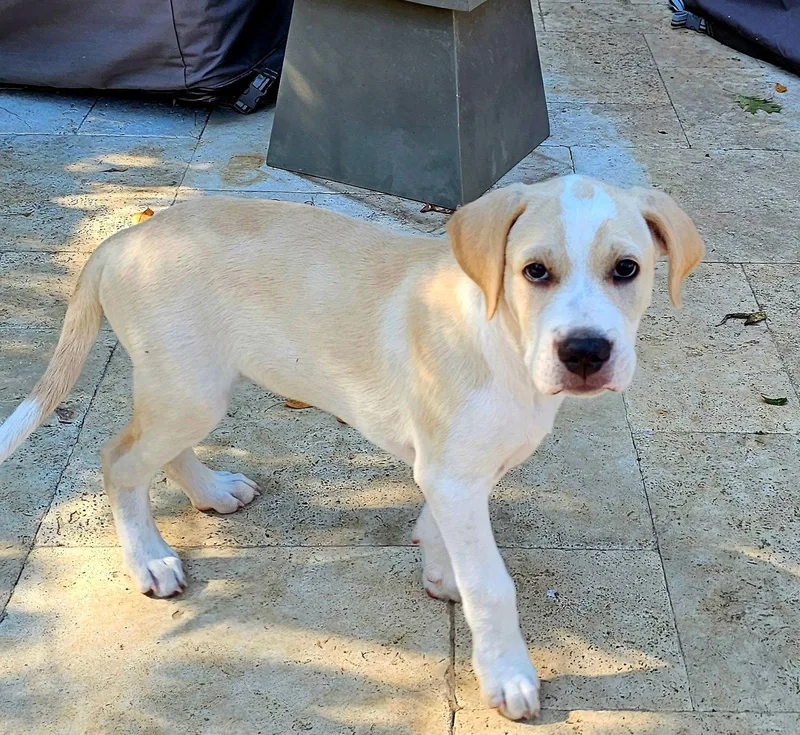A baby large-sized male Golden Retriever dog named Puppy Beau for adoption in Franklin, TN
