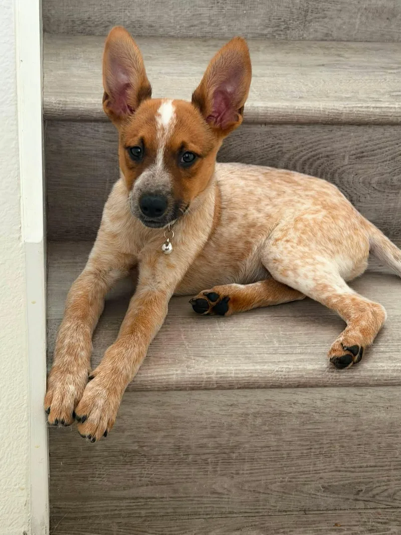 Kash