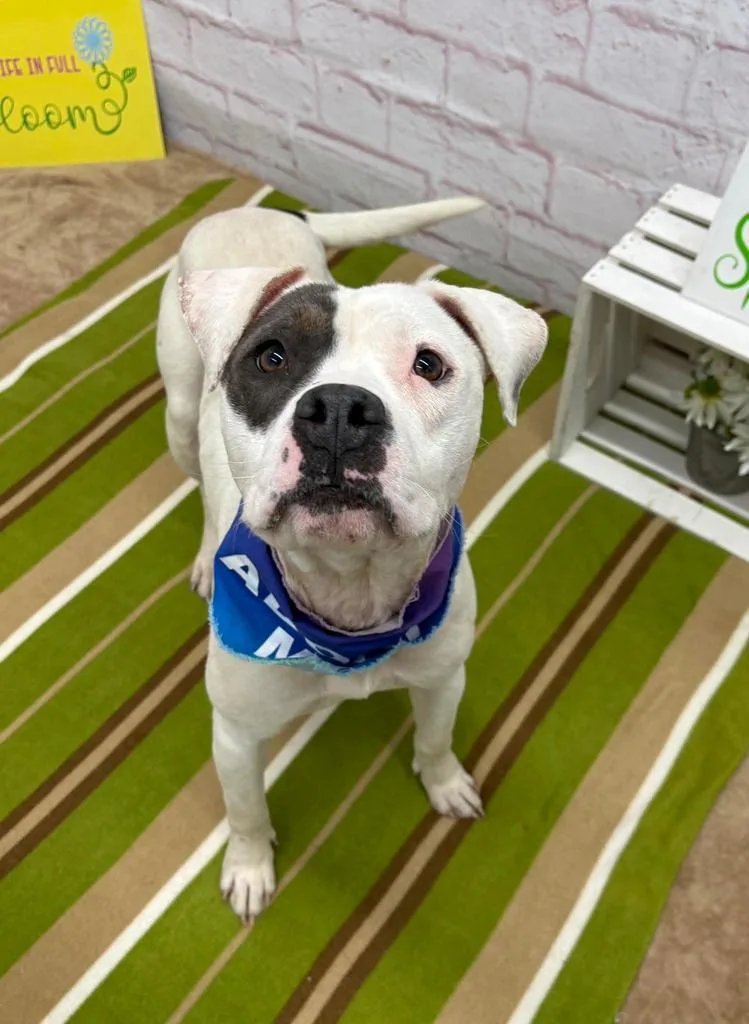 Rainpetal thumbnail 2