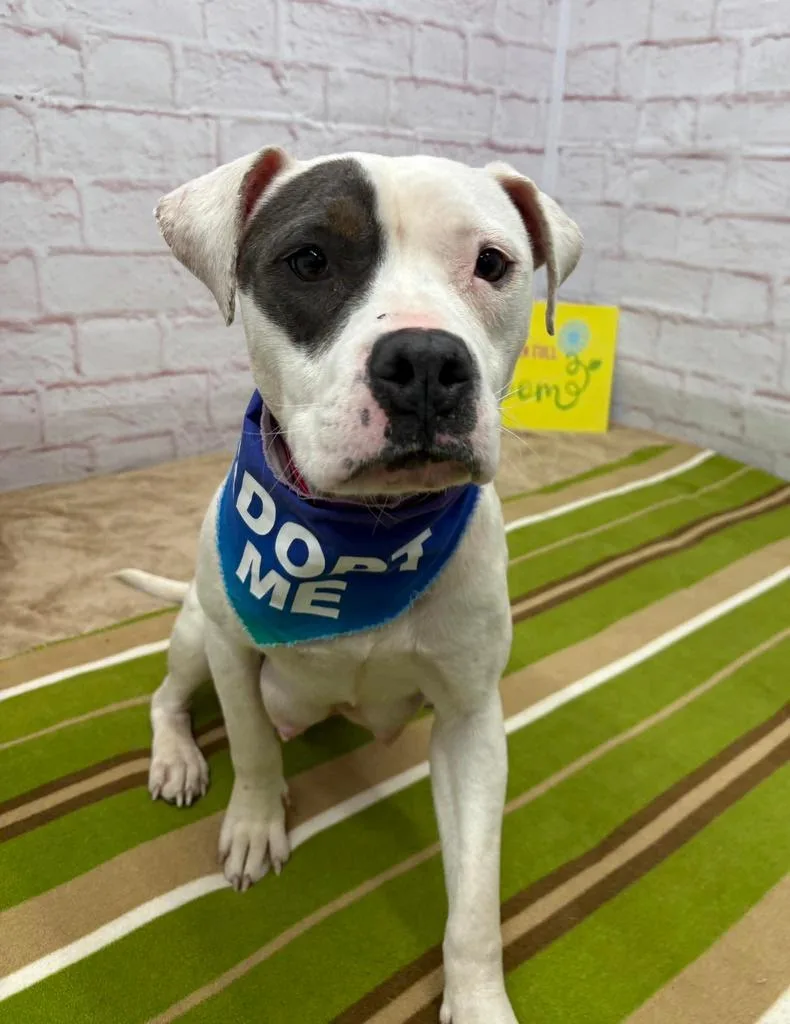 Rainpetal thumbnail 3