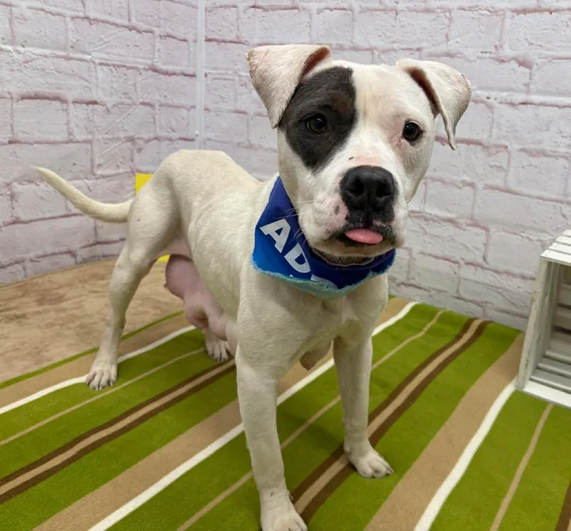 Rainpetal thumbnail 4