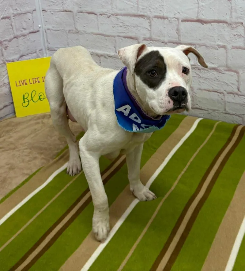 Rainpetal thumbnail 5