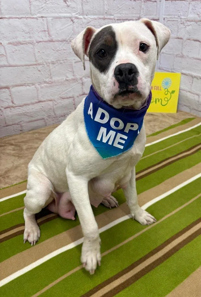 Rainpetal thumbnail 6