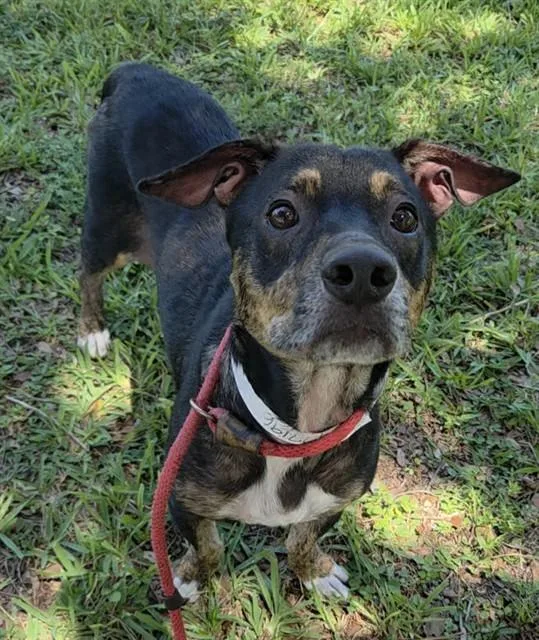 An adult medium-sized male American Staffordshire Terrier dog named Rio for adoption in Fort Lauderdale, FL