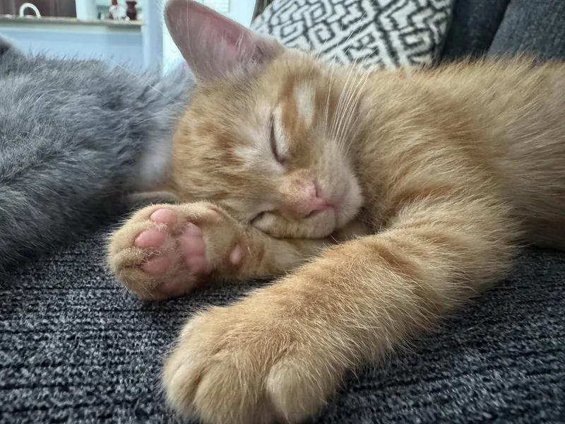 A young medium-sized male Orange / Red Domestic Short Hair cat named Sunny for adoption in Rosenberg, TX
