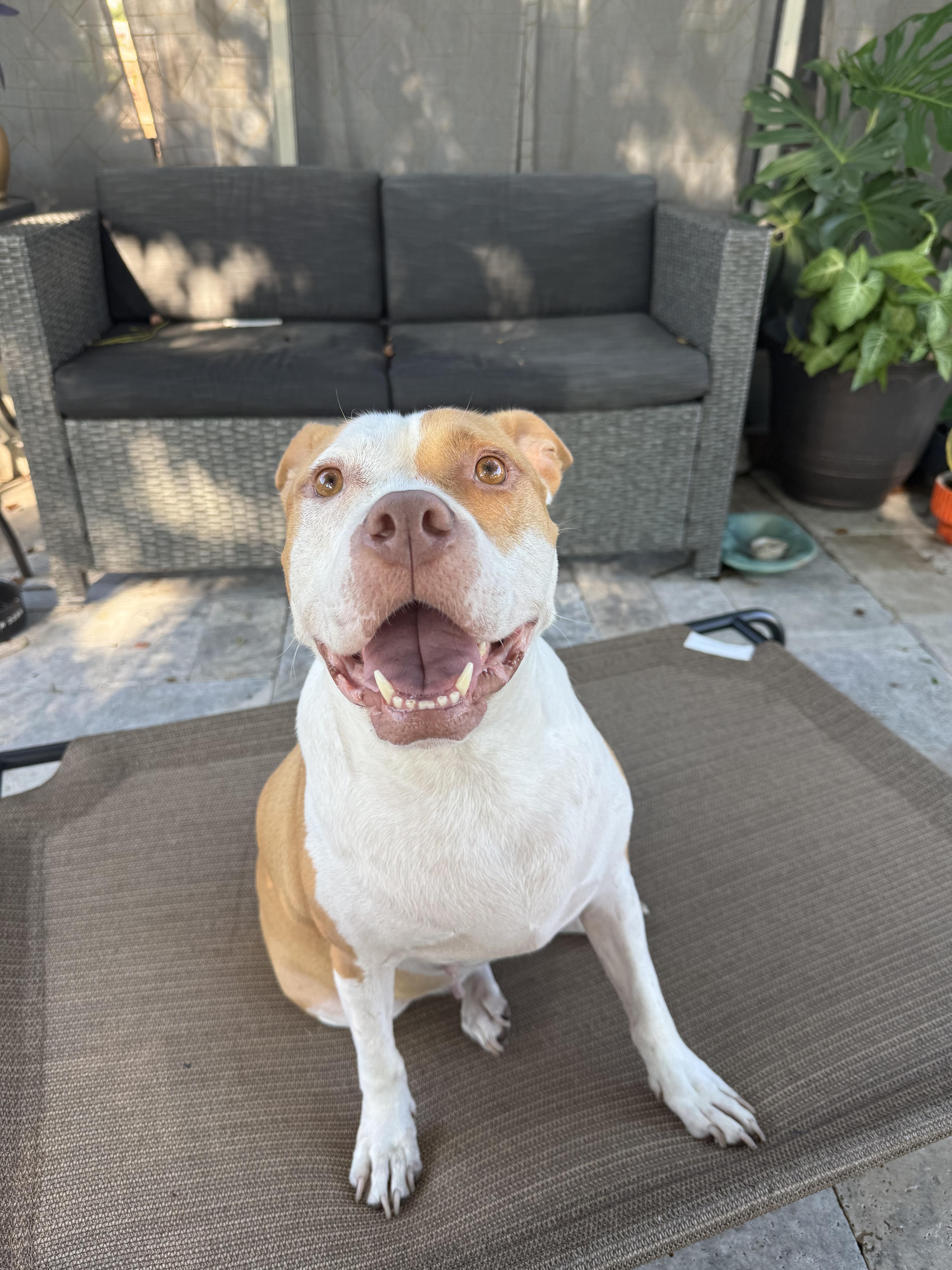 An adult medium-sized female Boxer dog named Elara for adoption in tampa, FL