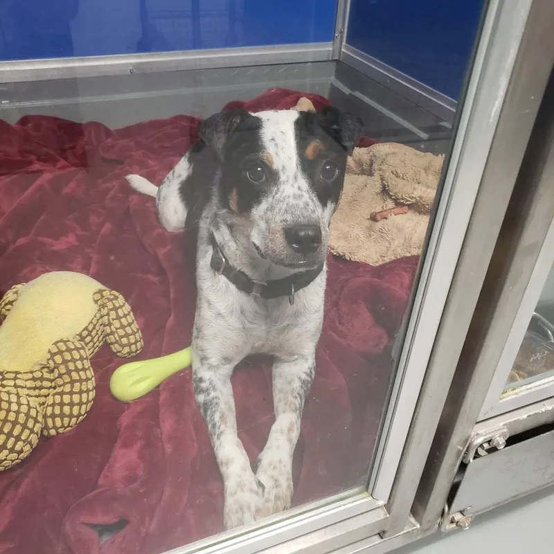 Marmalade thumbnail 2