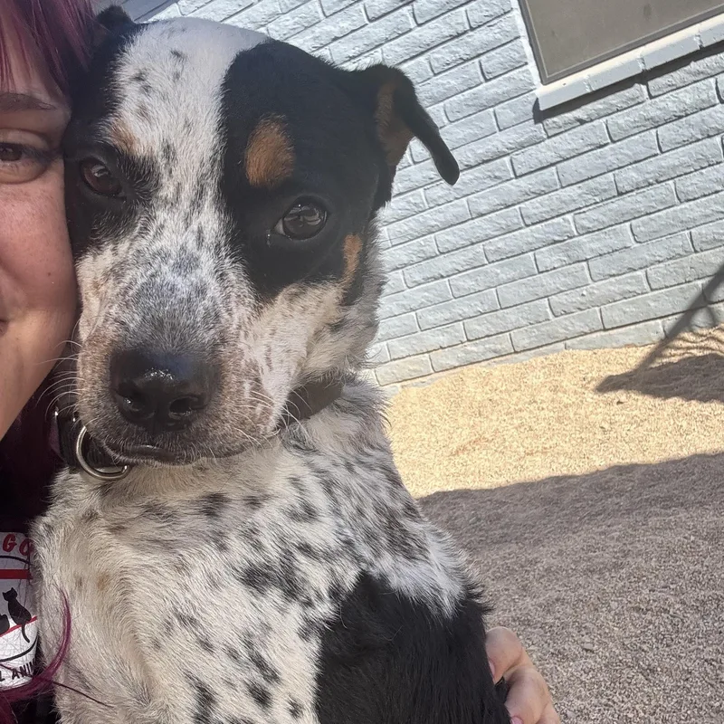 Marmalade thumbnail 3