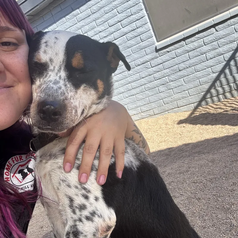 Marmalade thumbnail 4