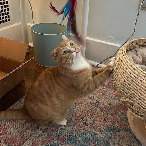 Mandrake thumbnail 2