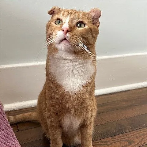 Mandrake thumbnail 3