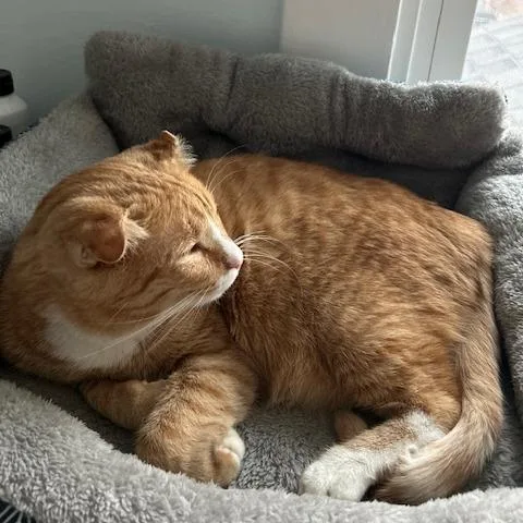 Mandrake thumbnail 5