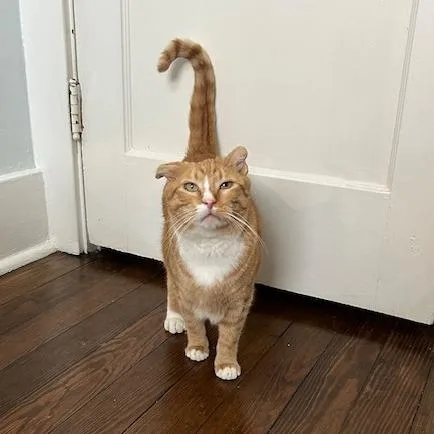 Mandrake thumbnail 6