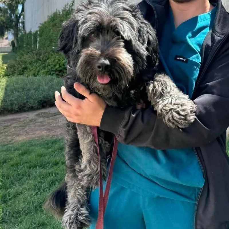 An adult medium-sized male Schnauzer dog named Gravy for adoption in Idaho Falls, ID