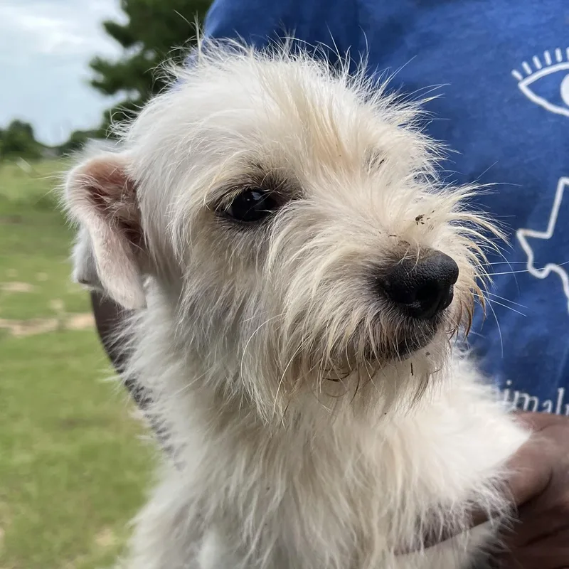 An adult small-sized male White / Cream Schnauzer dog named Pip  Local October for adoption in Brookshire, TX