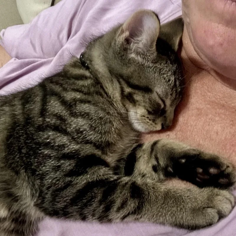 A baby small-sized male Brown / Chocolate Domestic Short Hair cat named Alfred for adoption in Santa Fe, TX