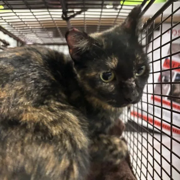 An adult small-sized female Domestic Short Hair cat named Shia for adoption in Des Moines, IA