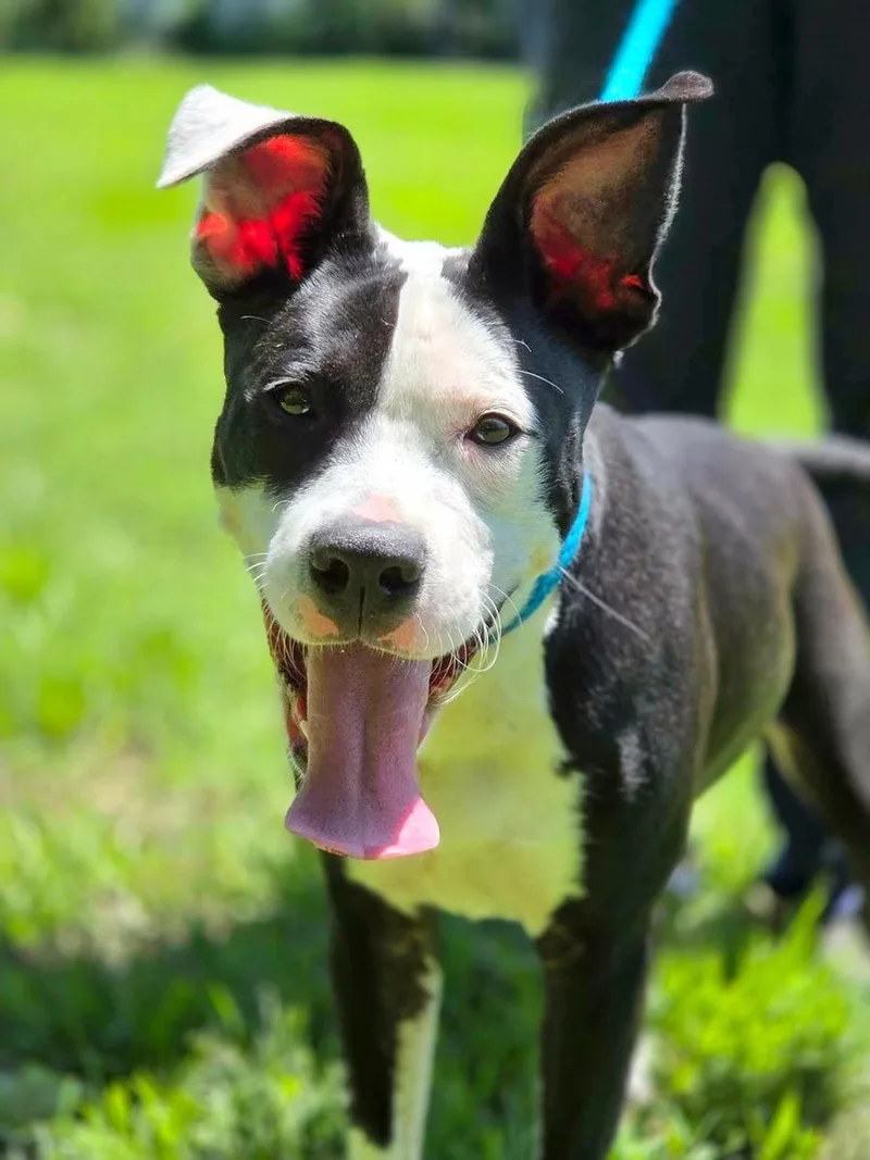 A young medium-sized male Black Terrier dog named Monty for adoption in Anniston, AL