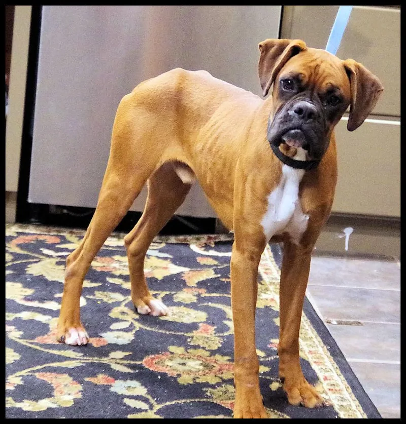 Whiskey Blue thumbnail 2