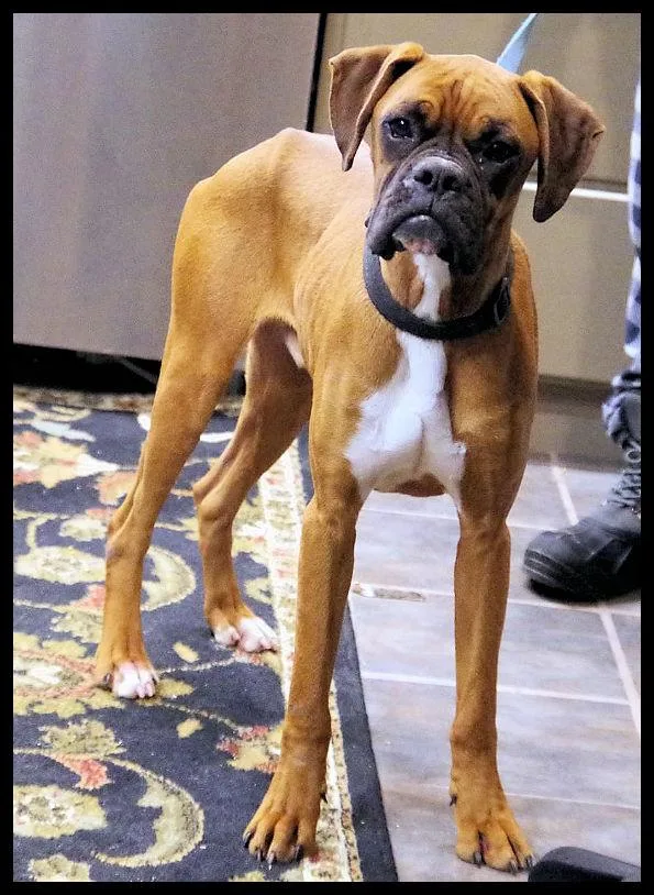 Whiskey Blue thumbnail 3