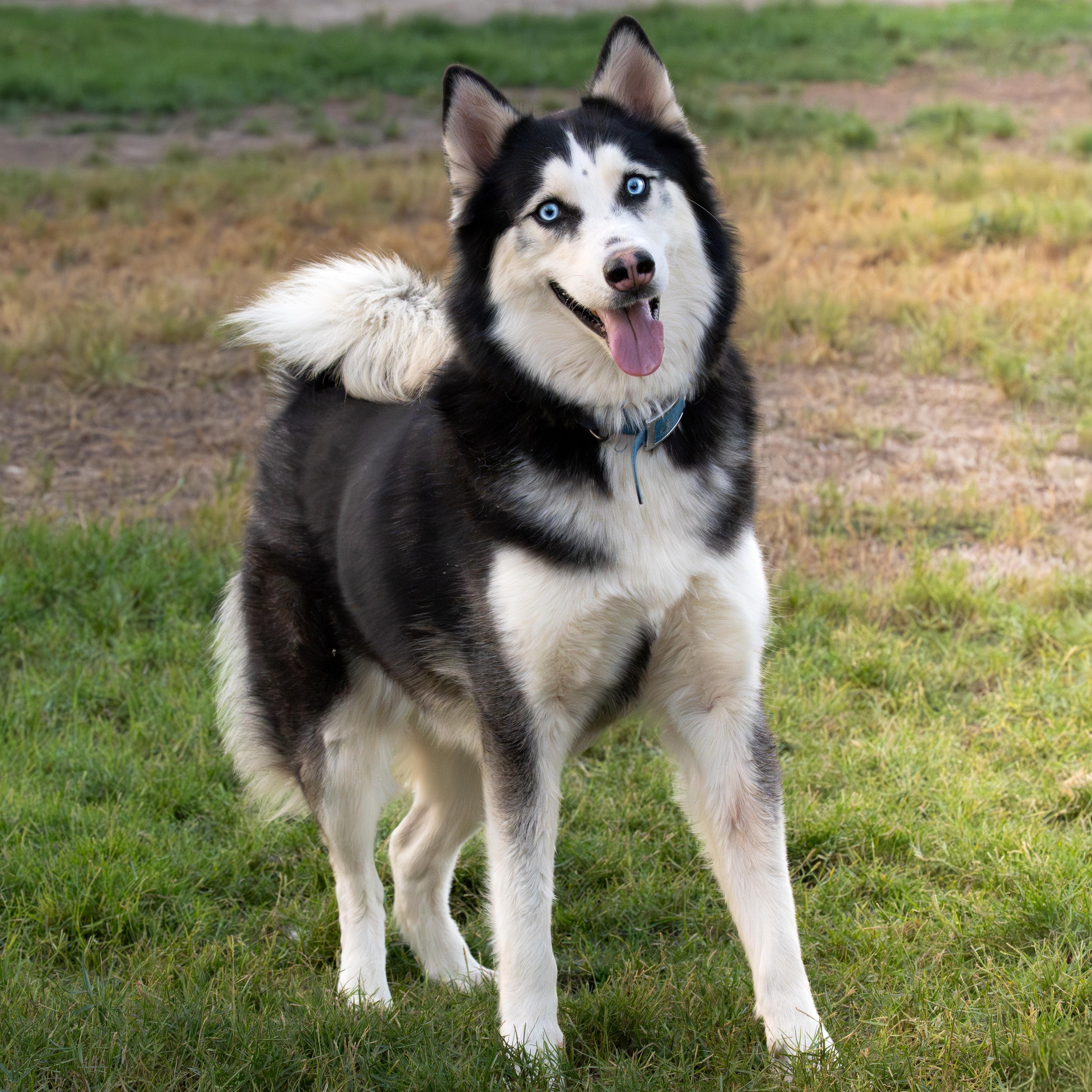 An adult medium-sized male Siberian Husky dog named Oreo for adoption in New York, NY
