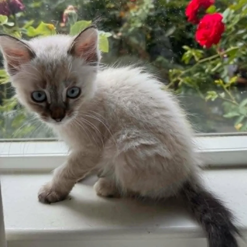 A young medium-sized female Buff / Tan / Fawn Domestic Short Hair cat named Petal for adoption in San Jose, CA