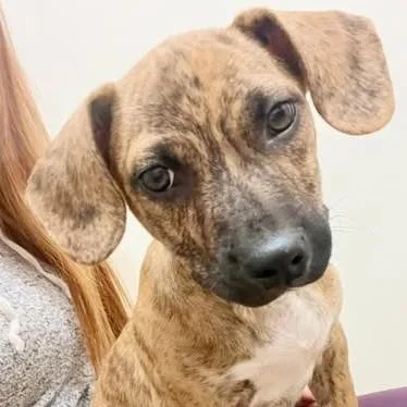 A baby small-sized male Chihuahua dog named Stetson for adoption in Chino valley, AZ