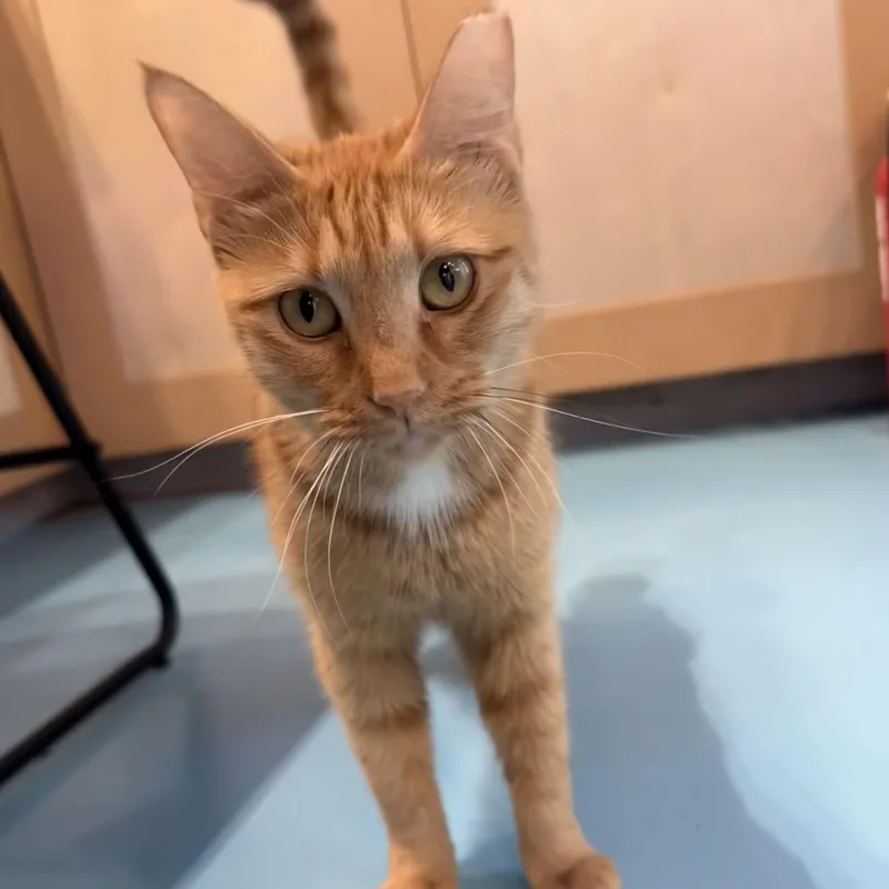 An adult medium-sized female Orange & White Domestic Short Hair cat named Clementine for adoption in Liverpool, TX