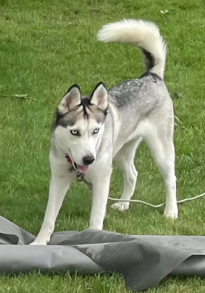 Skye thumbnail 2