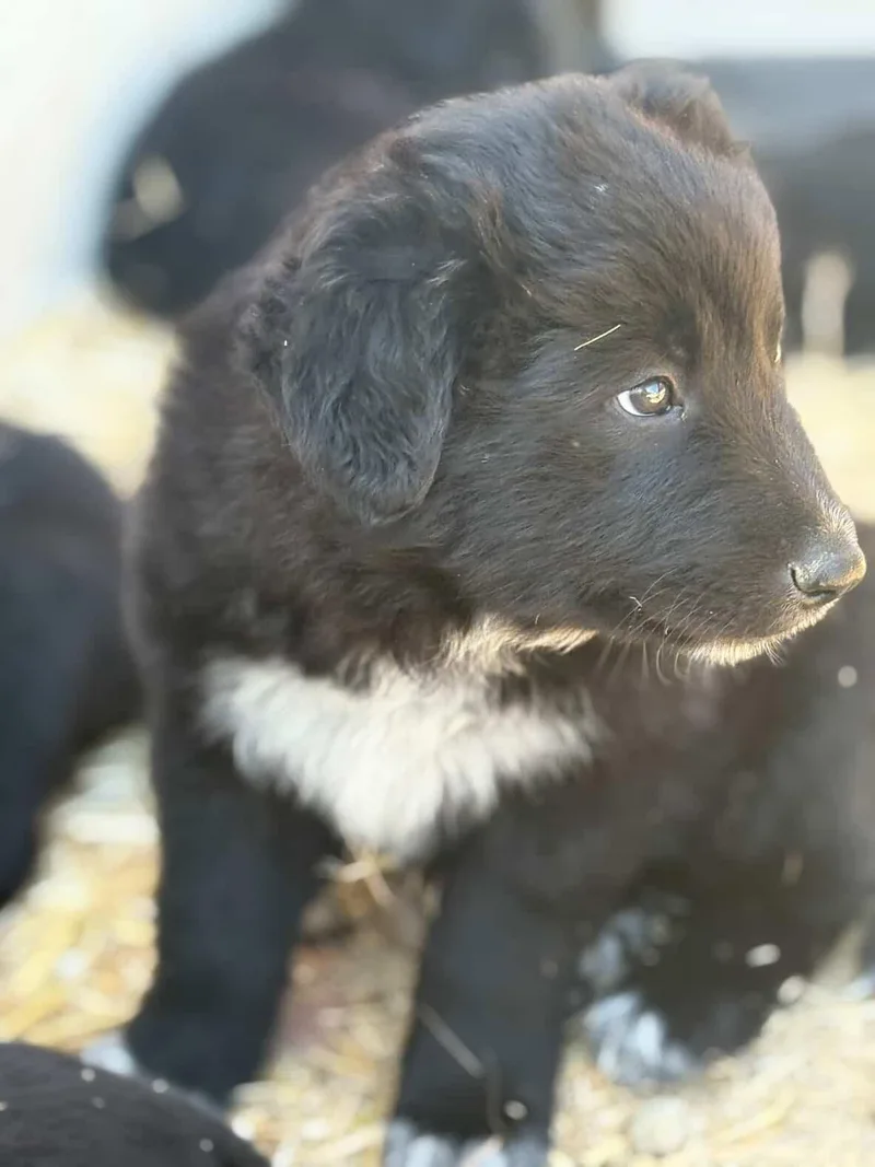 A baby medium-sized male Shepherd dog named Balu for adoption in San Diego, CA