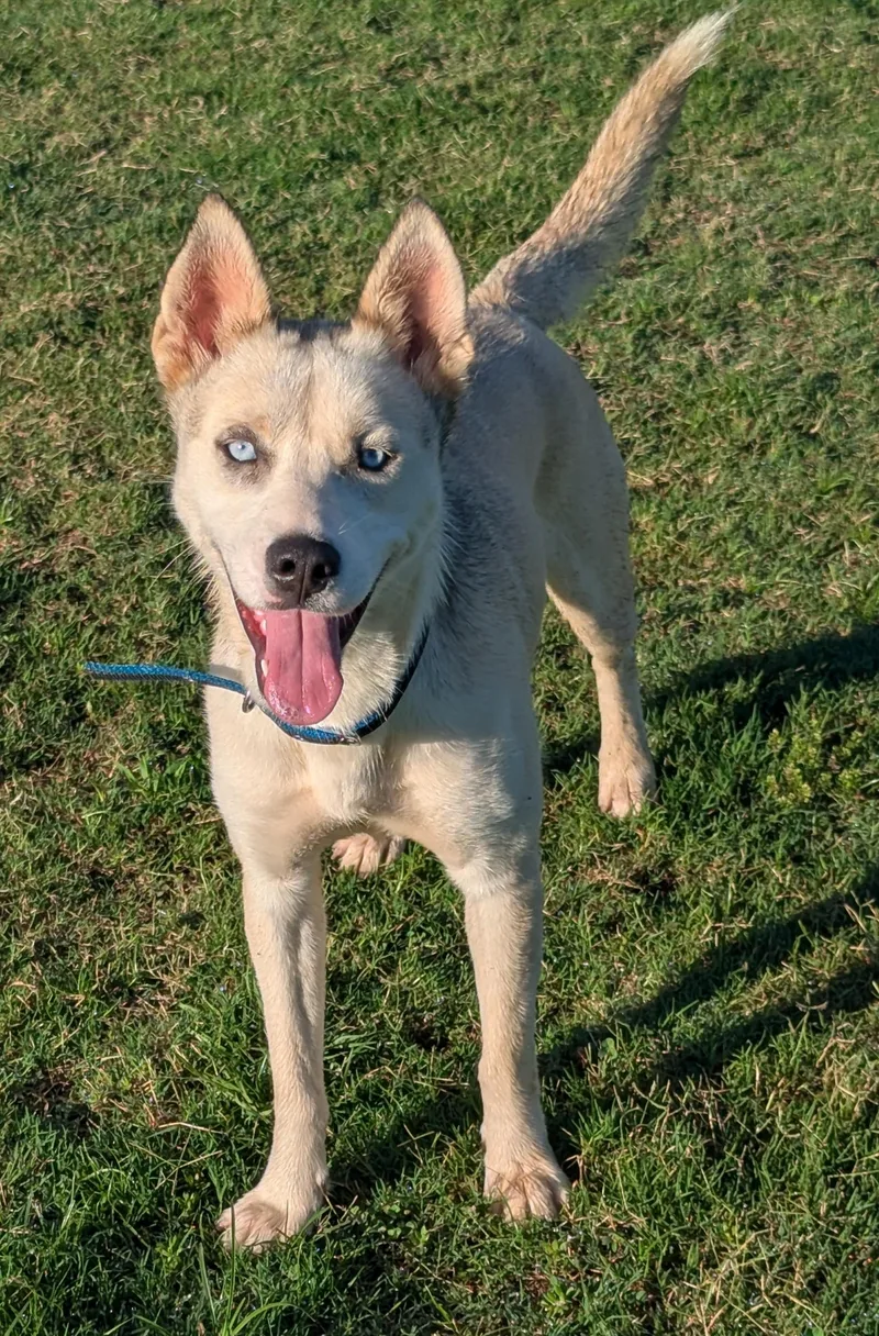 Shiloh