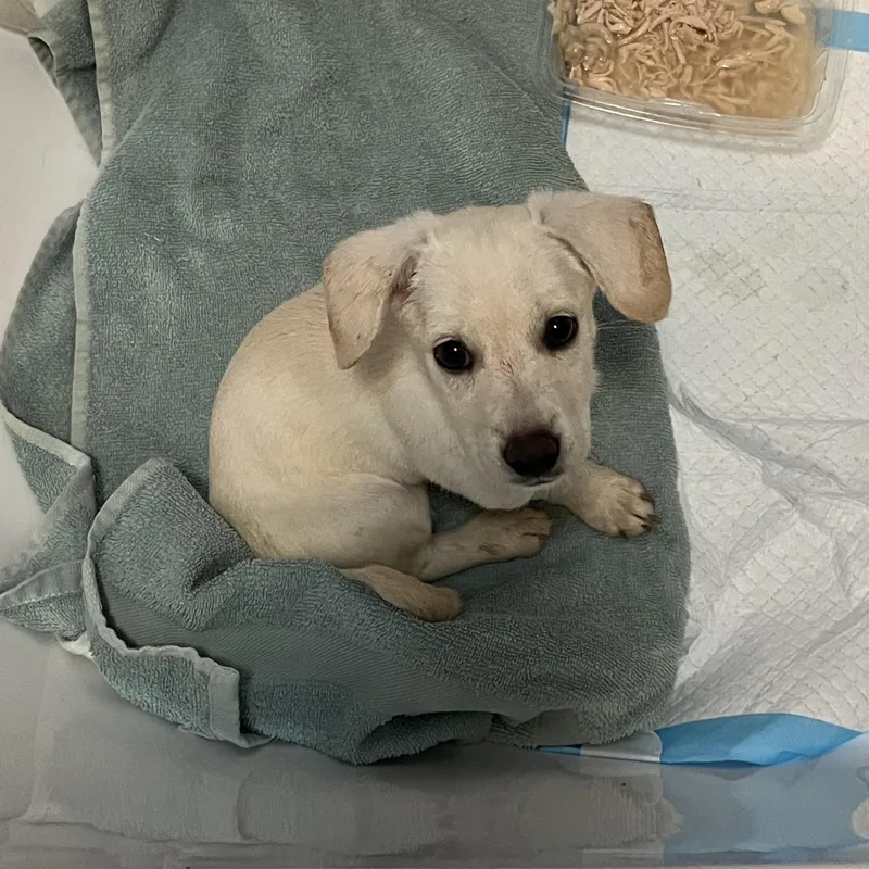 A baby small-sized female Apricot / Beige Miniature Dachshund dog named Rabbit for adoption in Fort Collins, CO