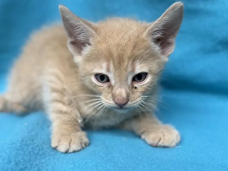 A young small-sized male Tabby (Orange / Red) Domestic Short Hair cat named Noodle for adoption in Oakdale, CA