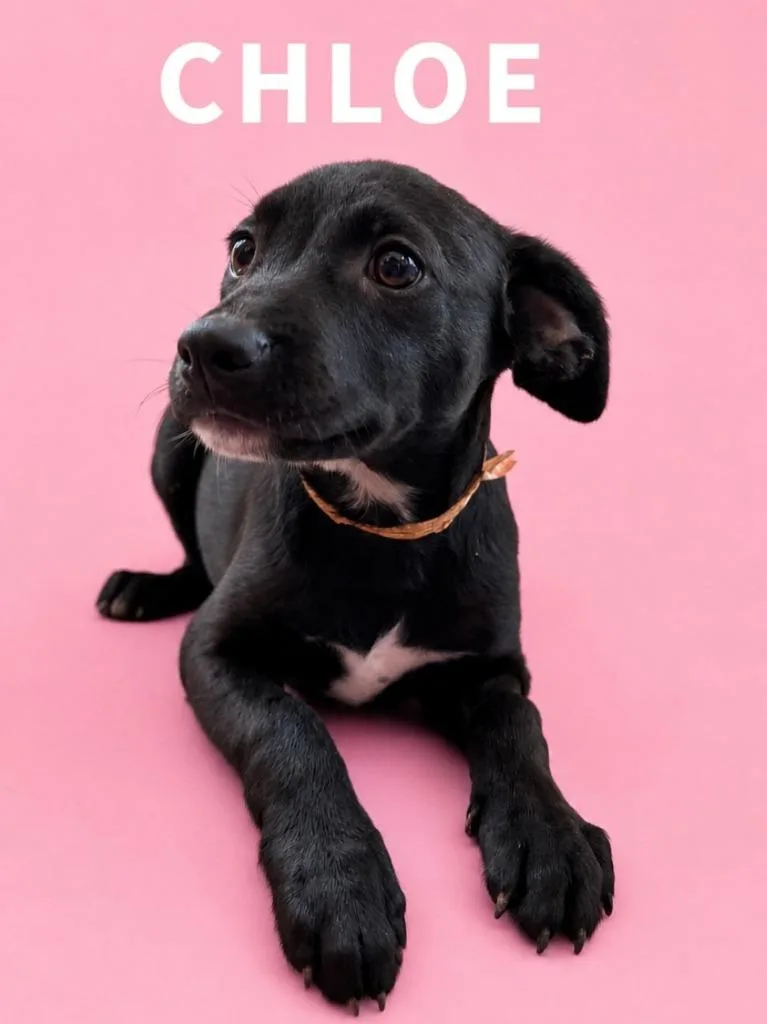 A baby small-sized female Labrador Retriever dog named Chloe for adoption in Rutherfordton, NC
