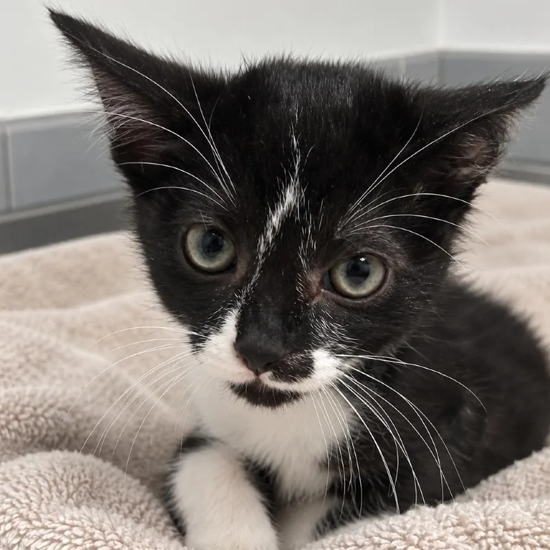 A baby small-sized male Black Domestic Short Hair cat named Alejandro for adoption in Austin, TX
