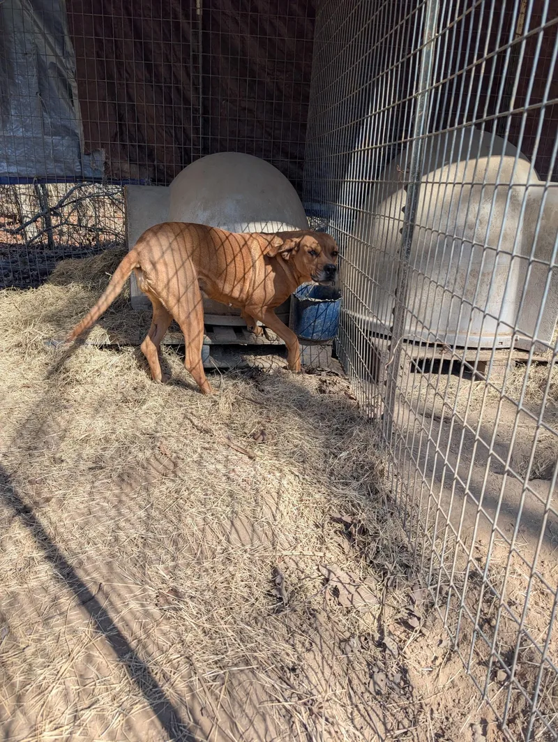 An adult large-sized female Golden Redbone Coonhound dog named Margo for adoption in Chicopee, MA