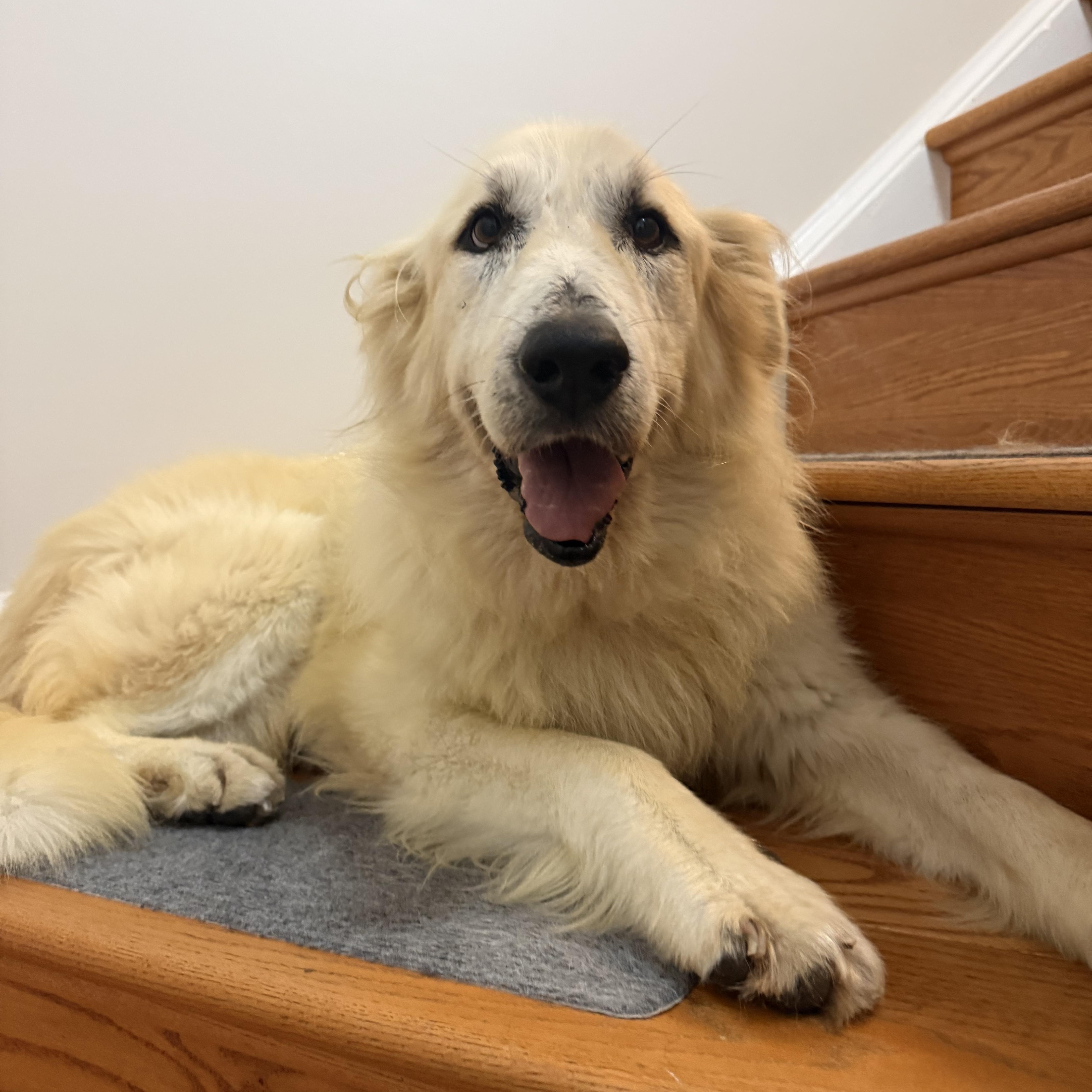 An adult large-sized female Golden Retriever dog named Portia for adoption in Bellingham, WA