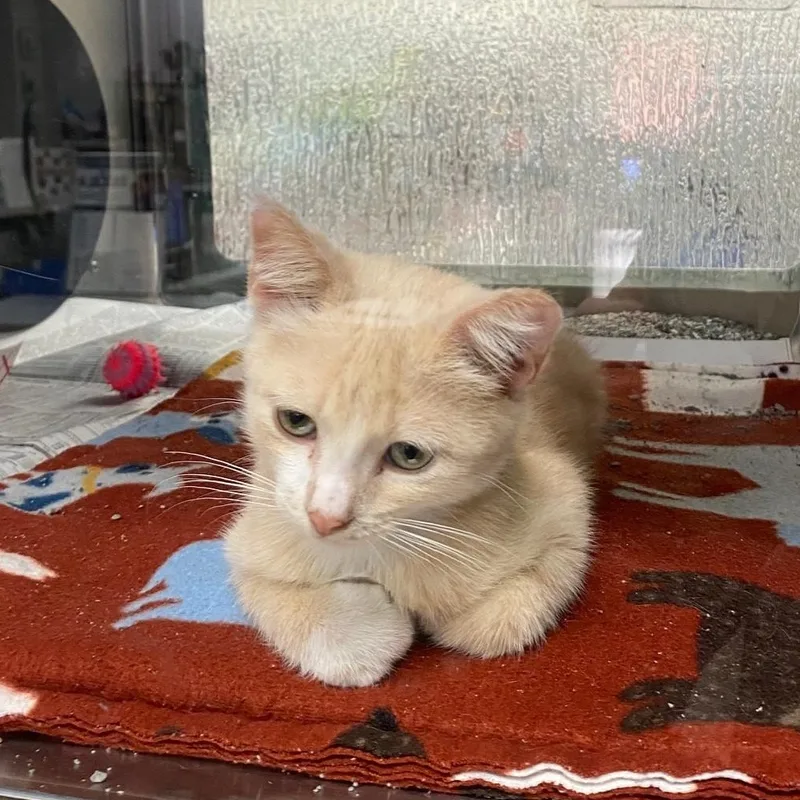 Butterscotch A